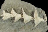 Archimedes Screw Bryozoan Fossil - Illinois #134324-1